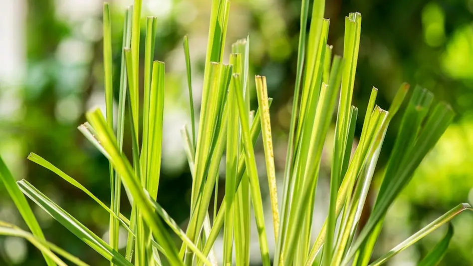 Lemongrass Farming7888787 Sixteen Nine Lemongrass Farming7888787 Sixteen Nine