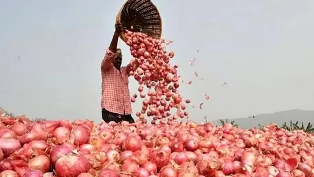 Onion Maharashtra Onion Maharashtra