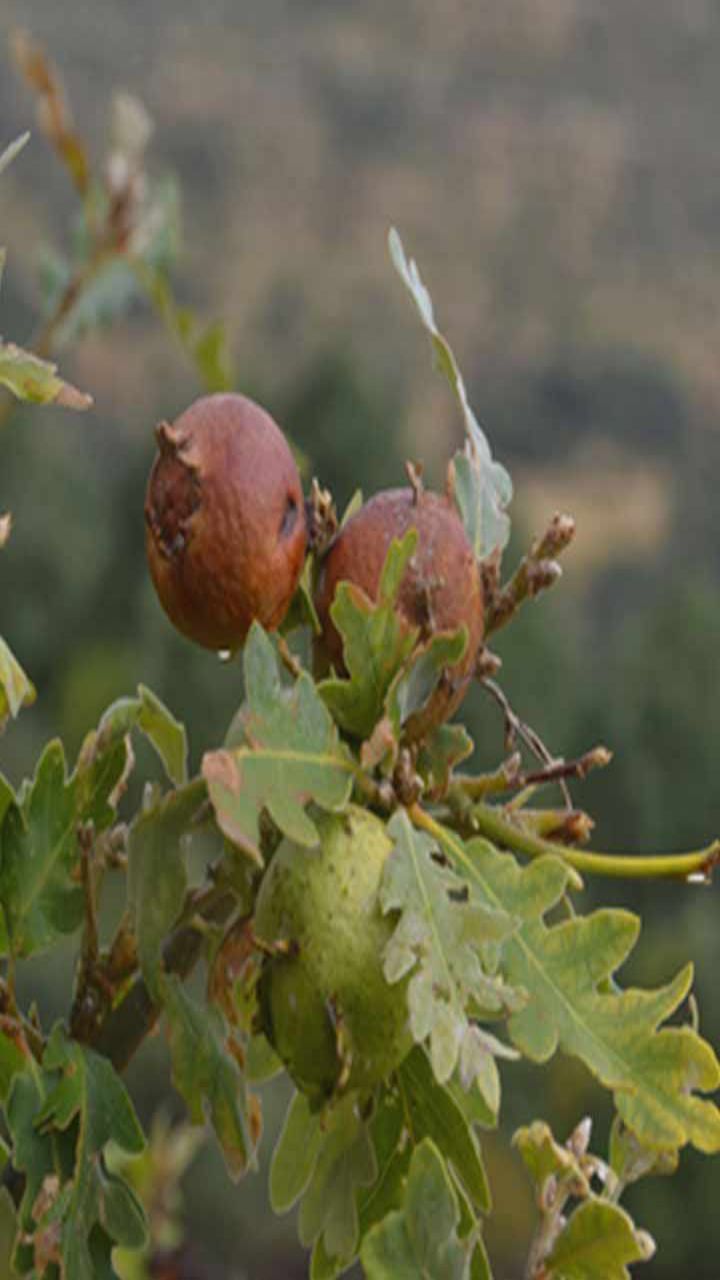 nutmeg