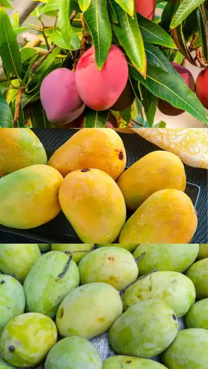 Mango
