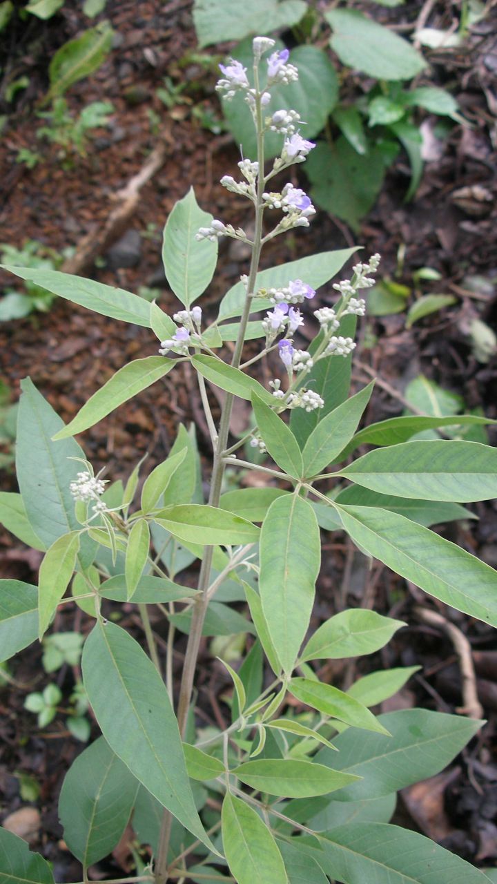 Nirgundi