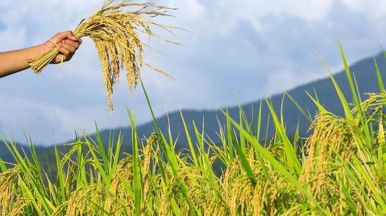 Indogulf Crop Sciences