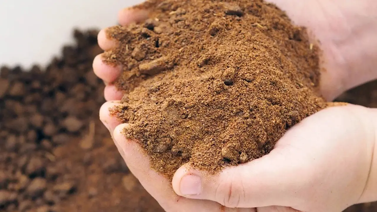 Rapeseed Meal