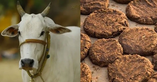 Cow Dung 1 Cow Dung 1